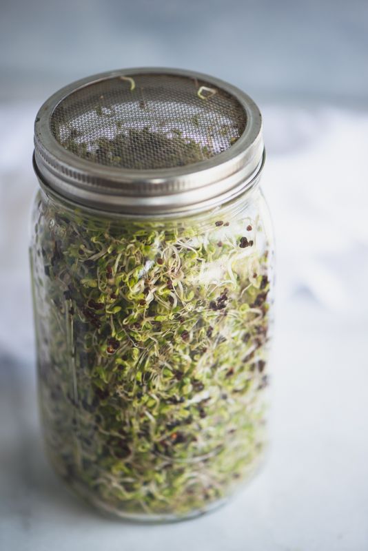 Broccoli Sprouts: The Magic Wonder-food You're Missing out on – MacroPlate Blog